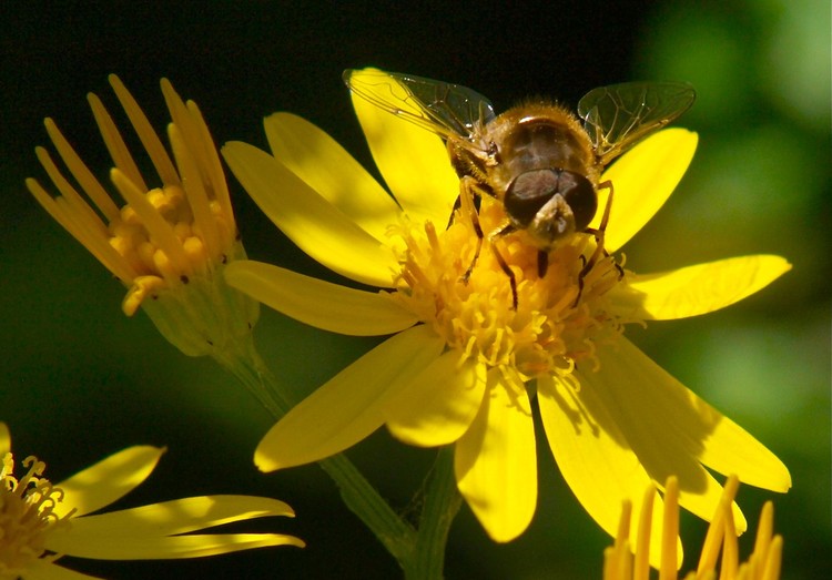 bee on yellow