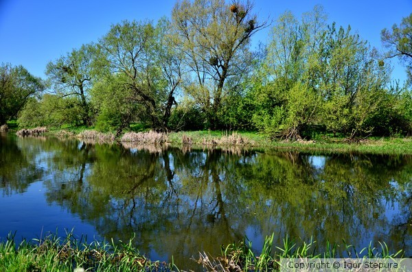 Ukraine Nature River Spring