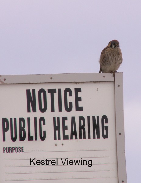 Kestrel Viewing