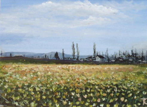 A field of flowers 