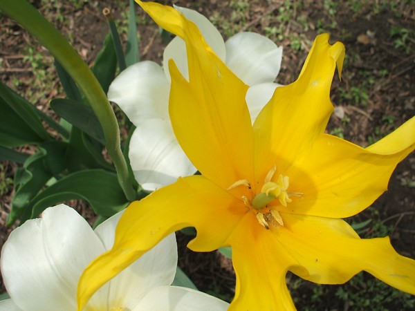 Summer Flowers