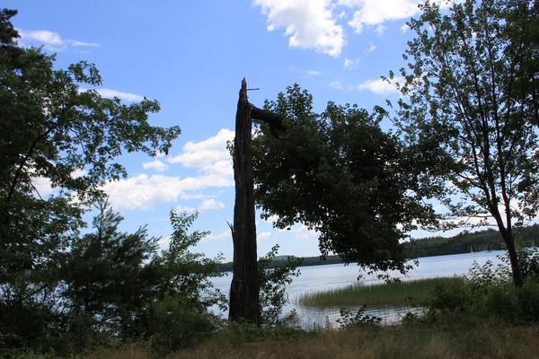 Leaning Lightning struck tree