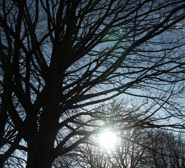 Sun light through trees 2