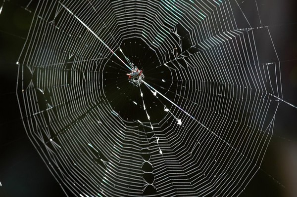 The Untangled Web