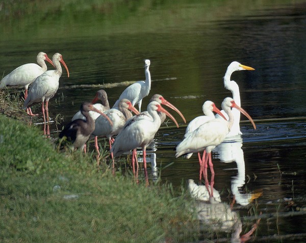Birds Gather at Hacienda