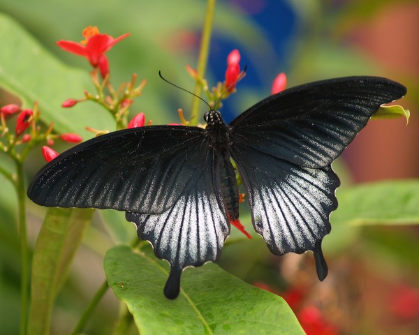 Black Beauty