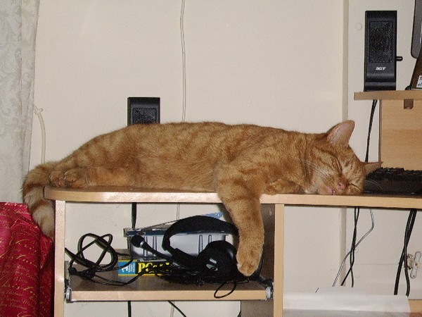 Computer cat