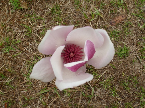 Tulip Magnolia Bloom of Spring