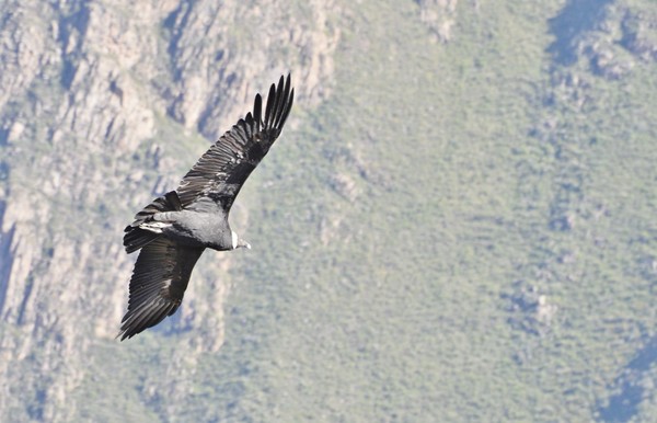 Andean Condor 1