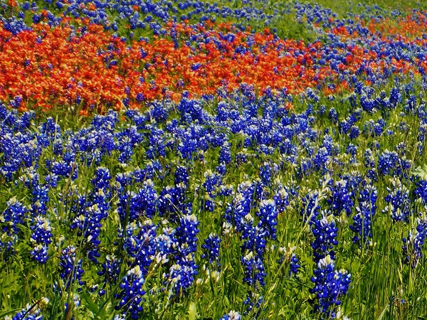 Texas Wildflowers #3
