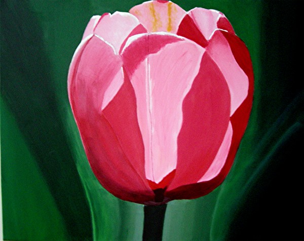 RED PINK TULIP