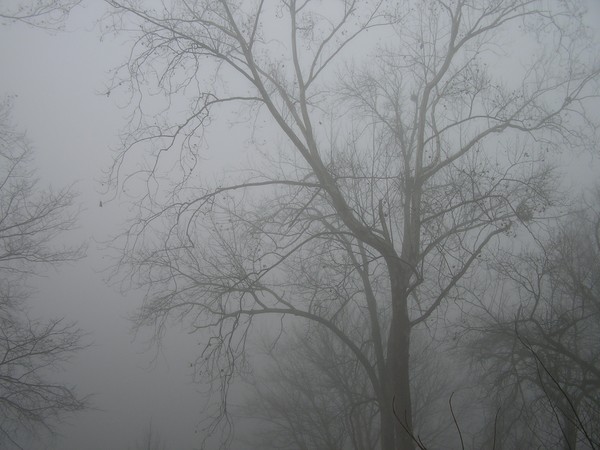 foggy morning