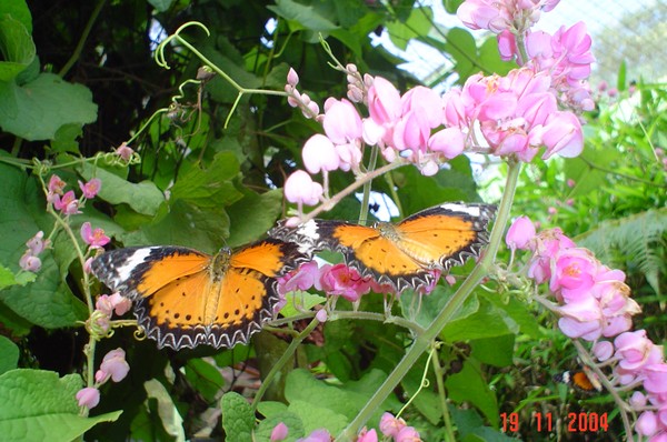 Orange Butterflies