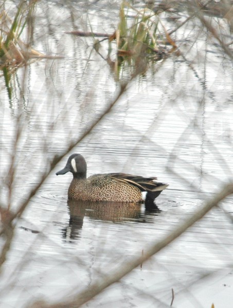 Blue-winged Teal