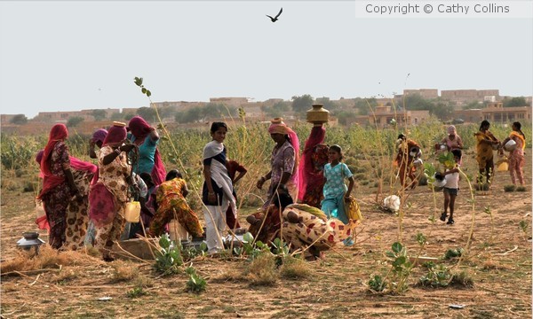 Woman collecting water Rajastan