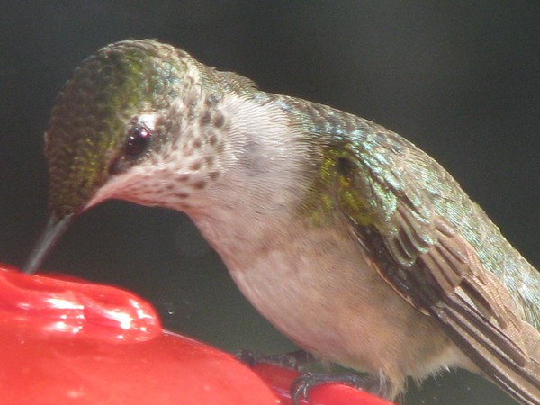 Hummingbirds, August 2008. Nashville Tennessee 