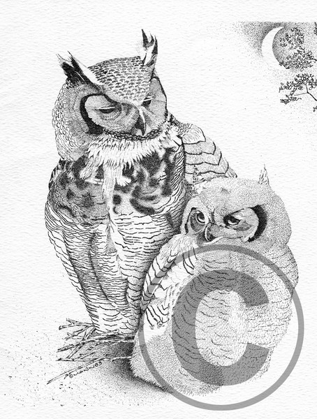 Great Horned Owls