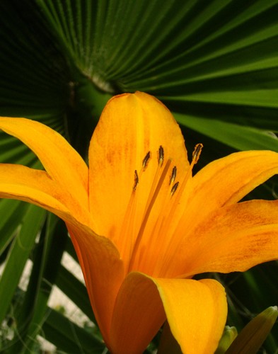 Golden Lily