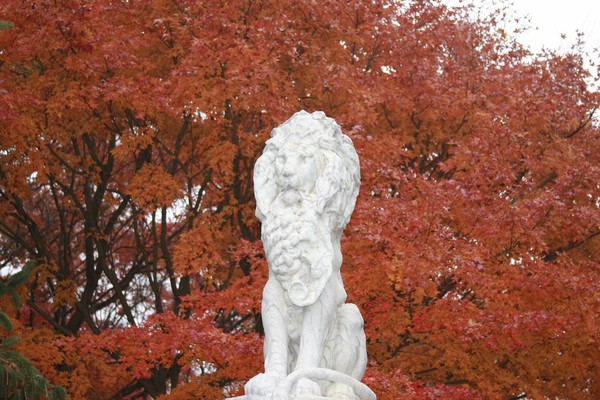 Lion In The Fall