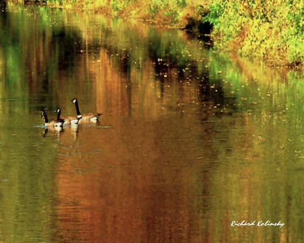 Geese on Canal