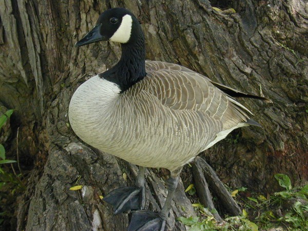 Portrait of a Goose