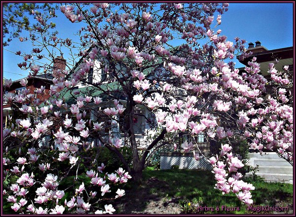 Magnolias Tree