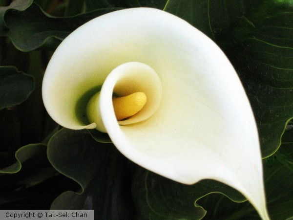 Calla Lily ~ Zantedeschia aethiopica ~ Peru