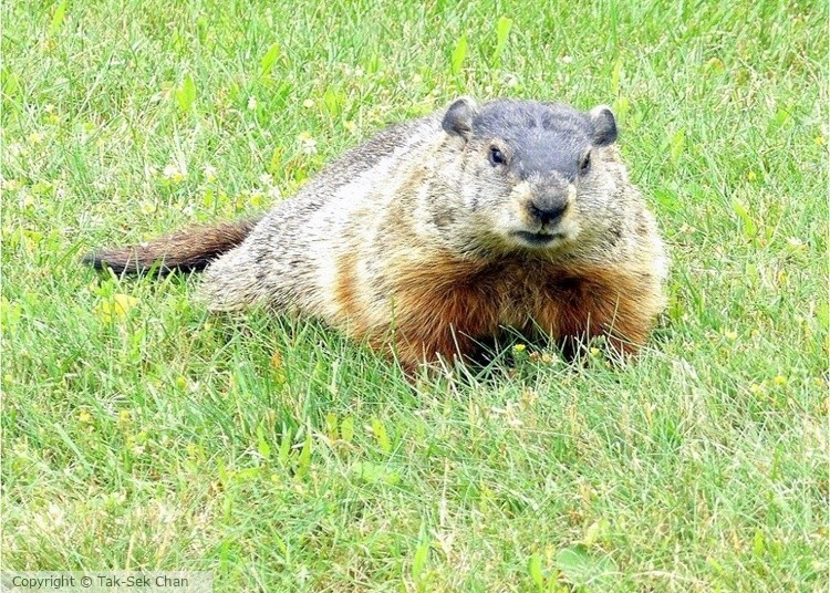 Groundhog = Reddish-Brown North-American Marmot (Marmota monax), 2022