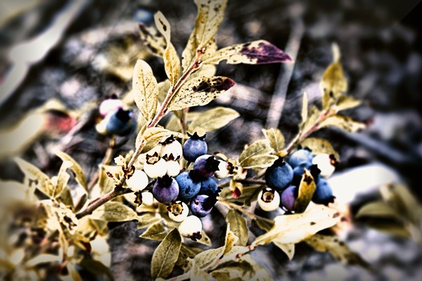 Blueberry Bush