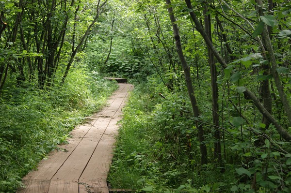 Forest walkway