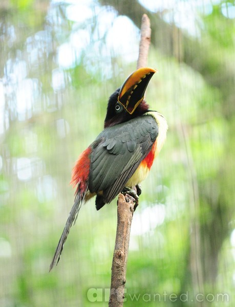the little toucan