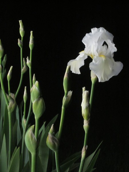 White Iris In The Black Of Night