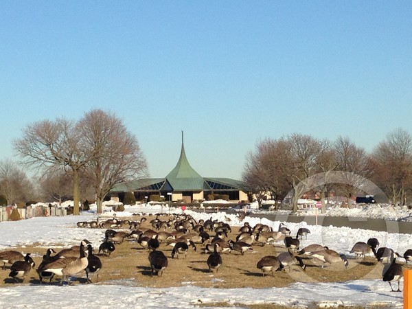 cemeterygeese