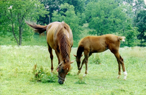 Kentucky Horses