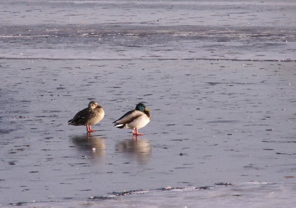 Sun Bathers