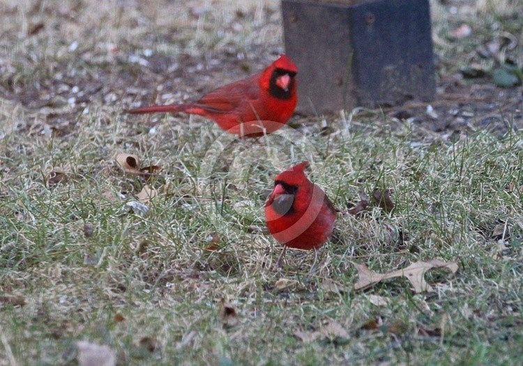 Cardinal