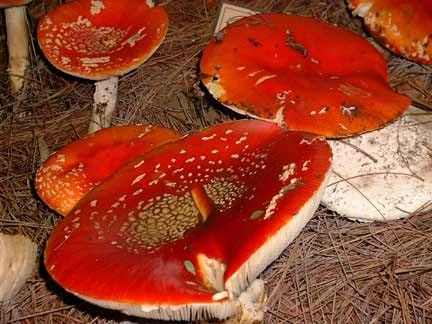 Amanita Muscaria 