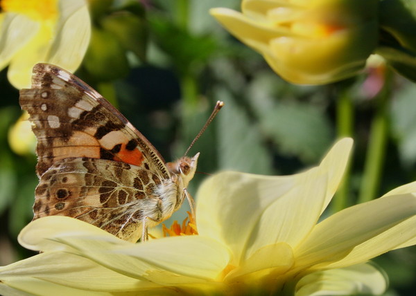 Butterfly on dahlia