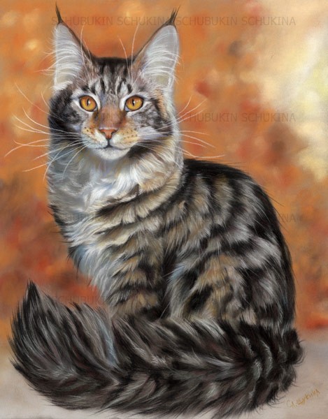 Maine coon female