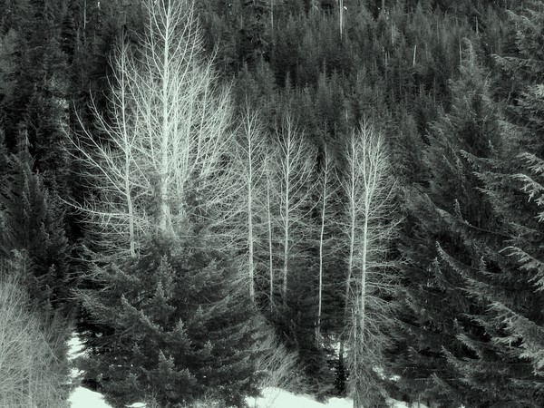 White  Trees
