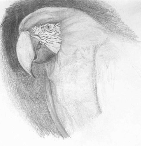 Parrot Sketch