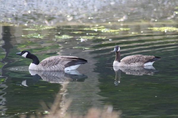 geese 3