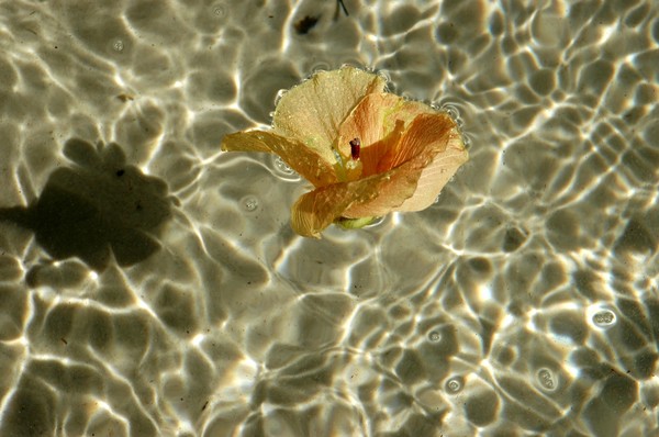 Flower on the water