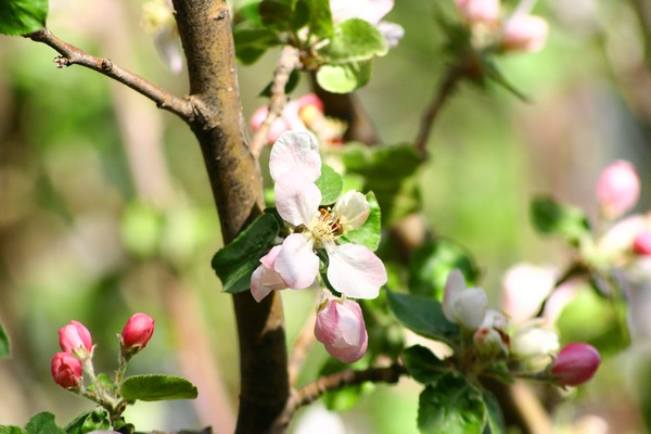 Delicate Wild Apple Blossom