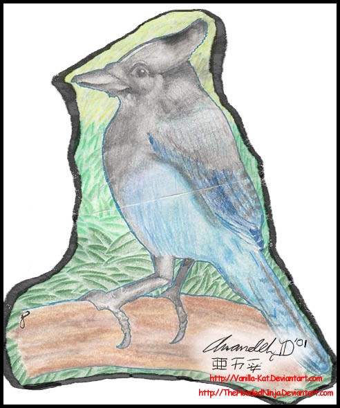 Steller's Jay