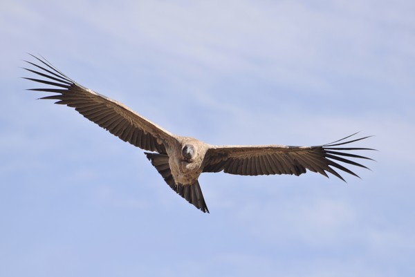 Andean Condor 2