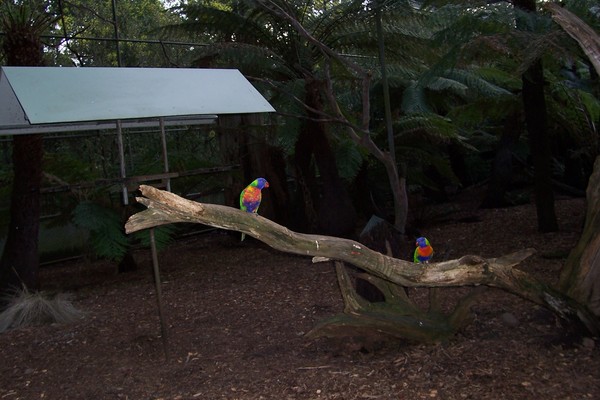Animal Sanctuary, Melbourne