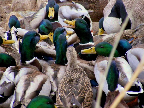 Mallard Madness