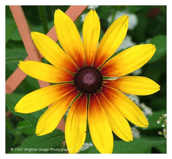 Black Eyed Susan