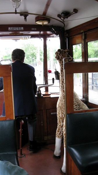 Tram to the Zoo